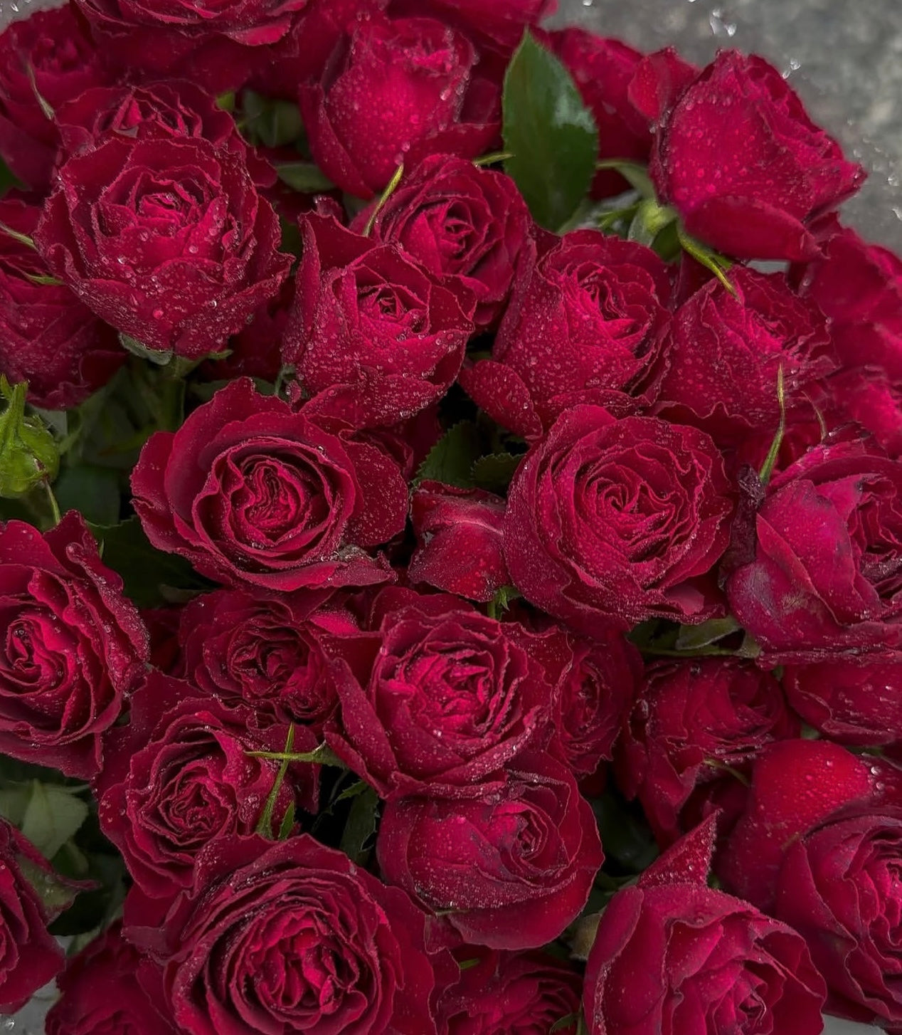Red Rose Love